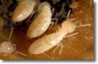 diagnostic termites