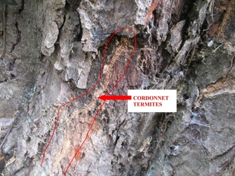 cordonnet termites